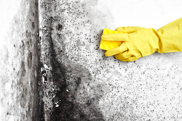 Best Health and Safety Mold Remediation in Romancoke, MD