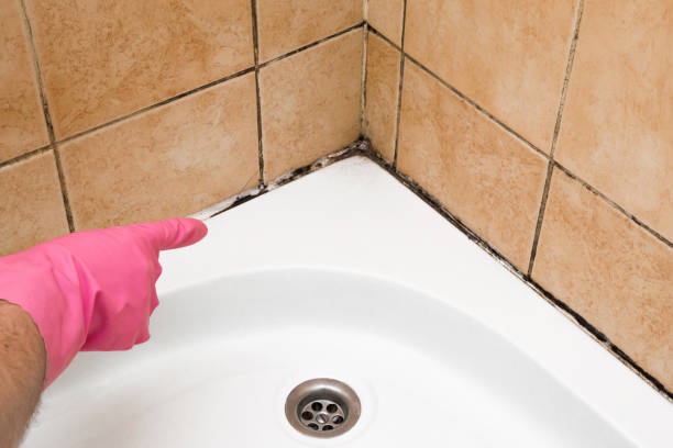 Best Residential Mold Remediation in Romancoke, MD