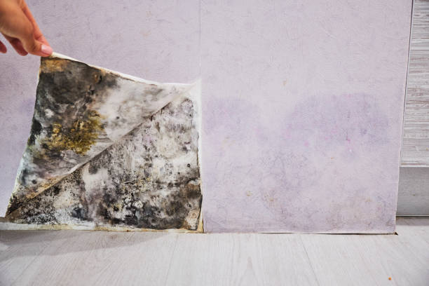 Best Kitchen Mold Remediation in Romancoke, MD